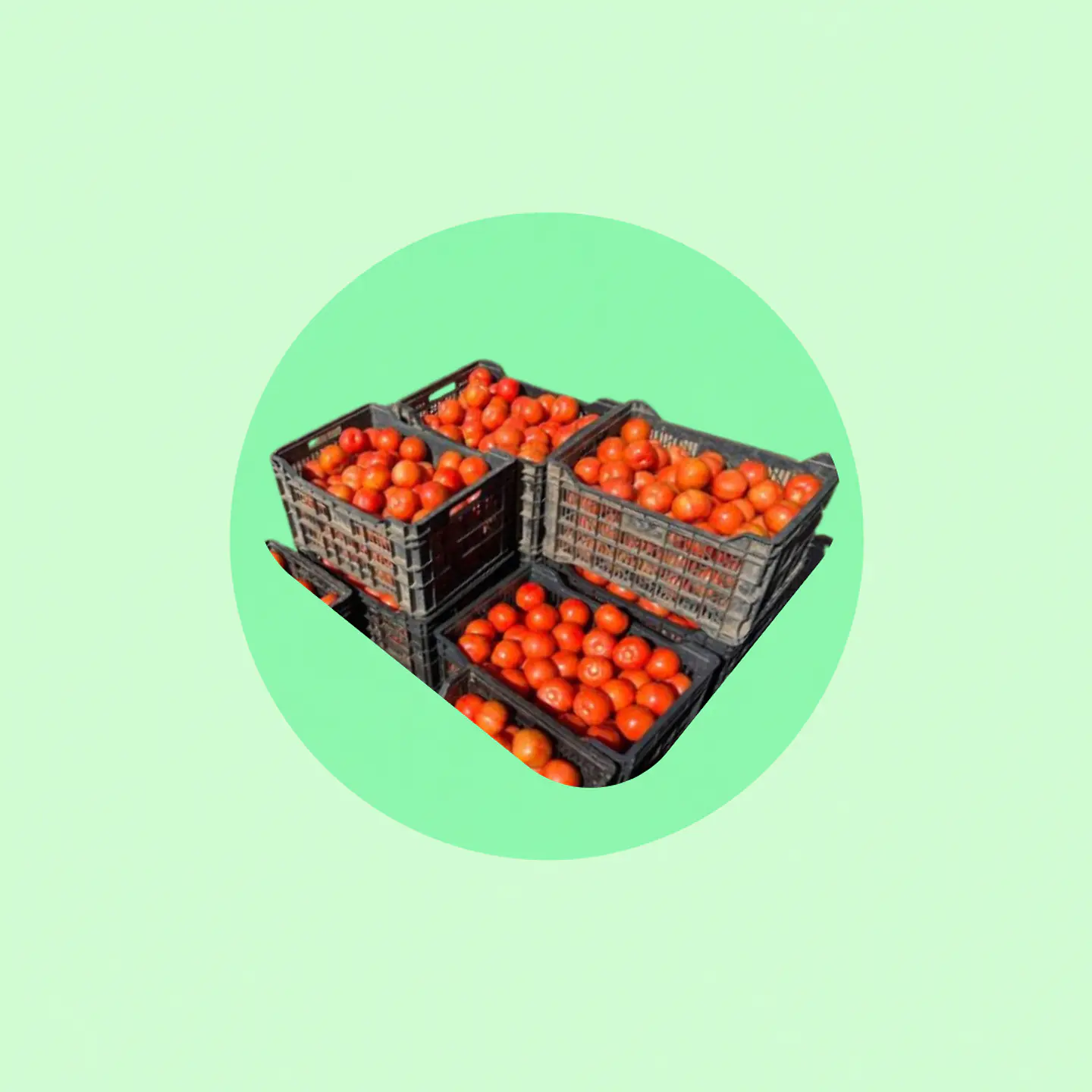 Gamela Tomate Larga Vida 1