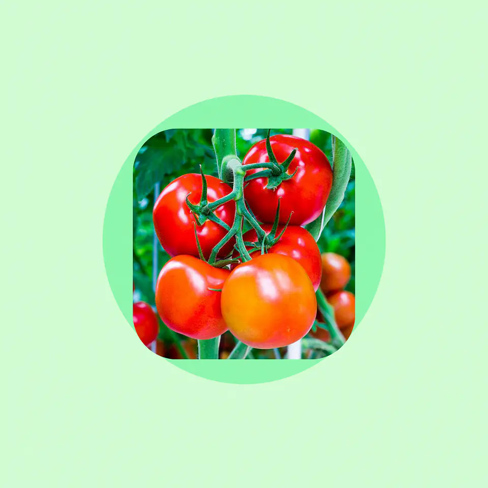Tomate Huerta 1