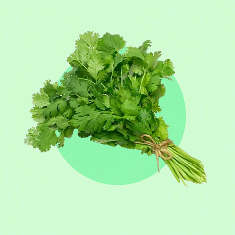 Cilantro