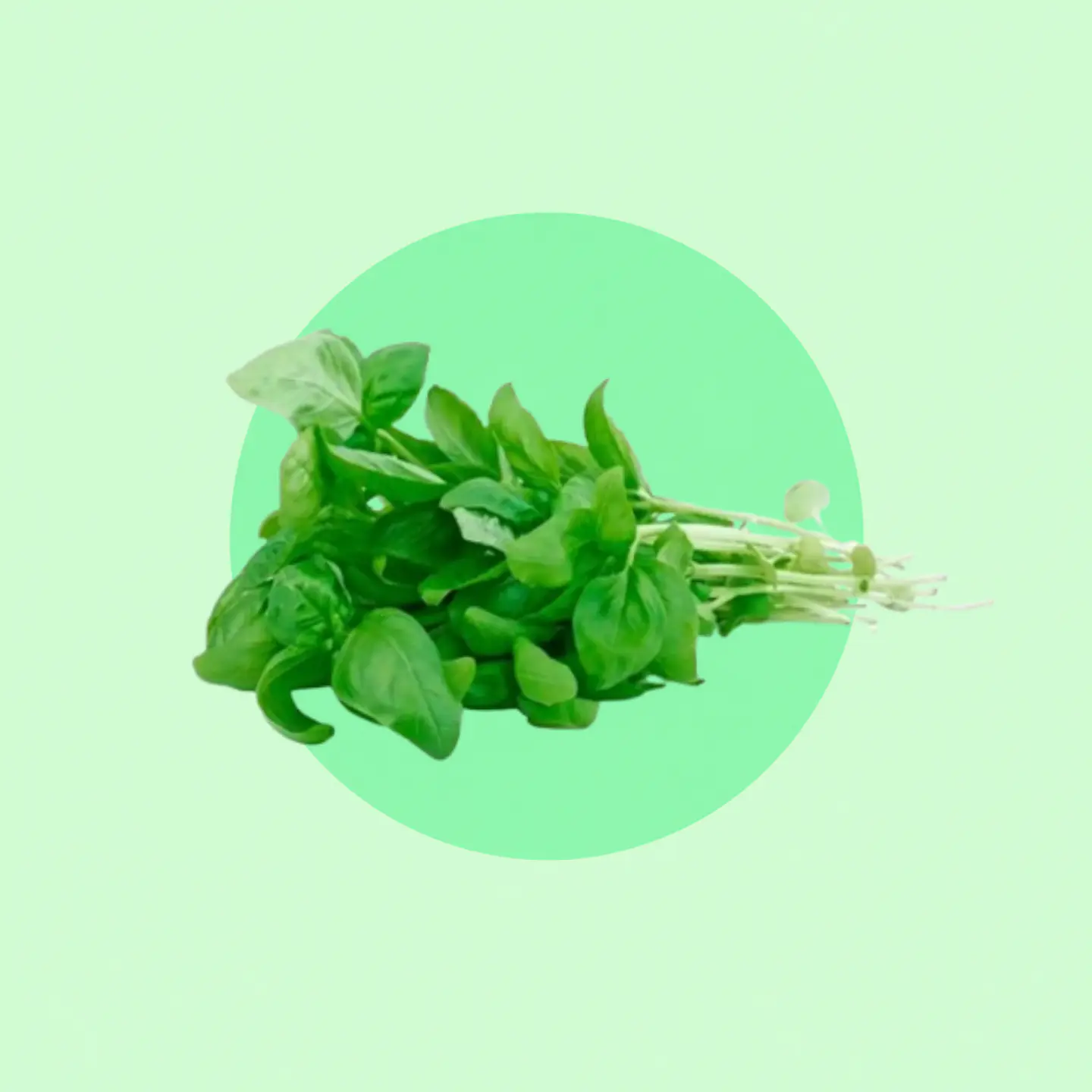 Albahaca 1