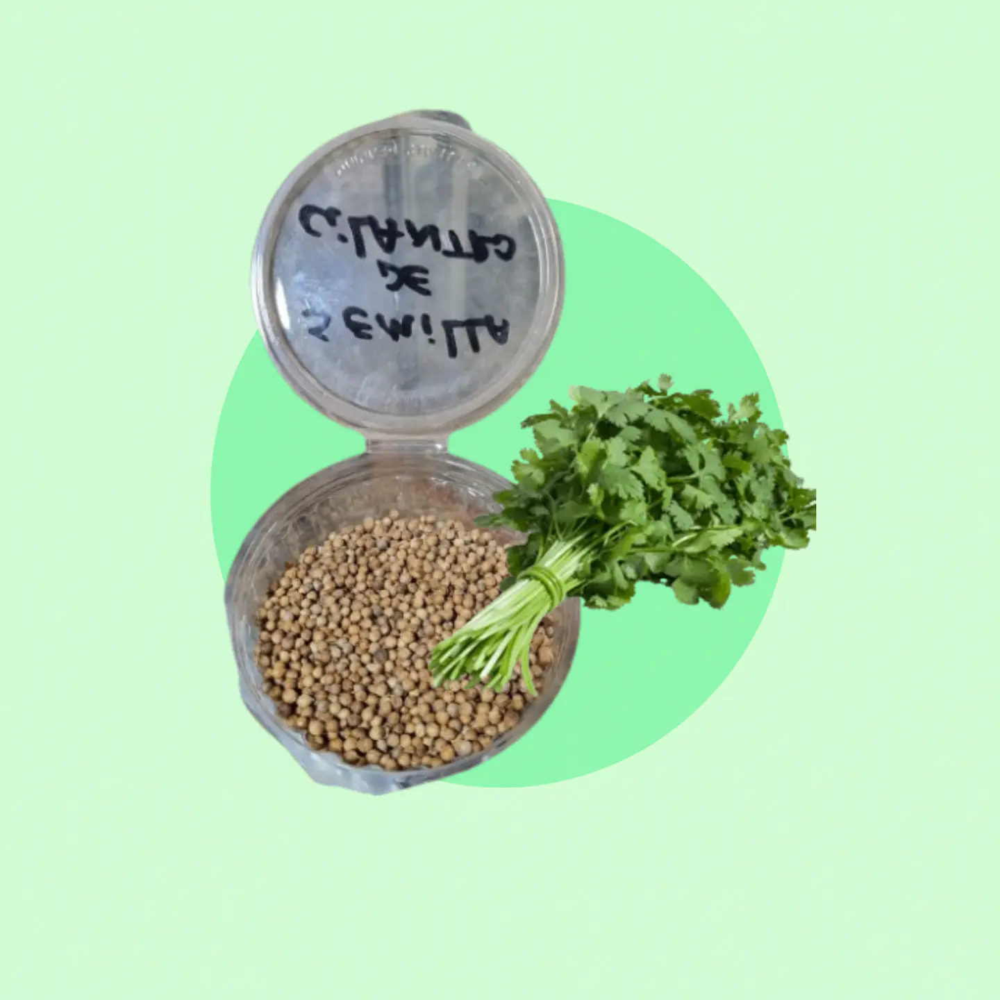 Semillas de Cilantro 100 Gramos 1