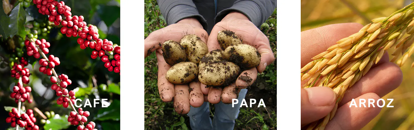 SISTEMA DE RIEGO POR GOTEO.