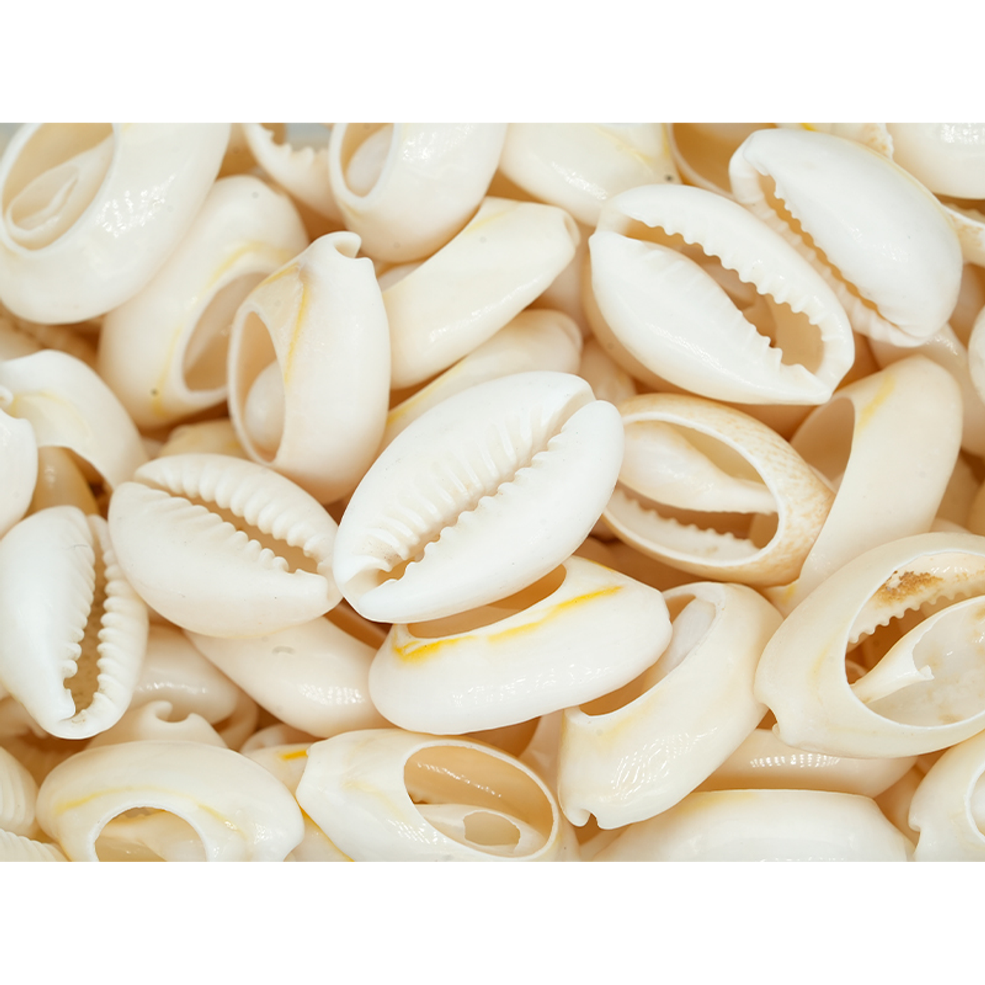 CONCHA DE CARACOL CAURI NATURAL SEPARADOR 17MM A 19MM  1