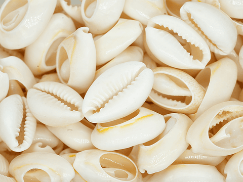 CONCHA DE CARACOL CAURI NATURAL SEPARADOR 17MM A 19MM 