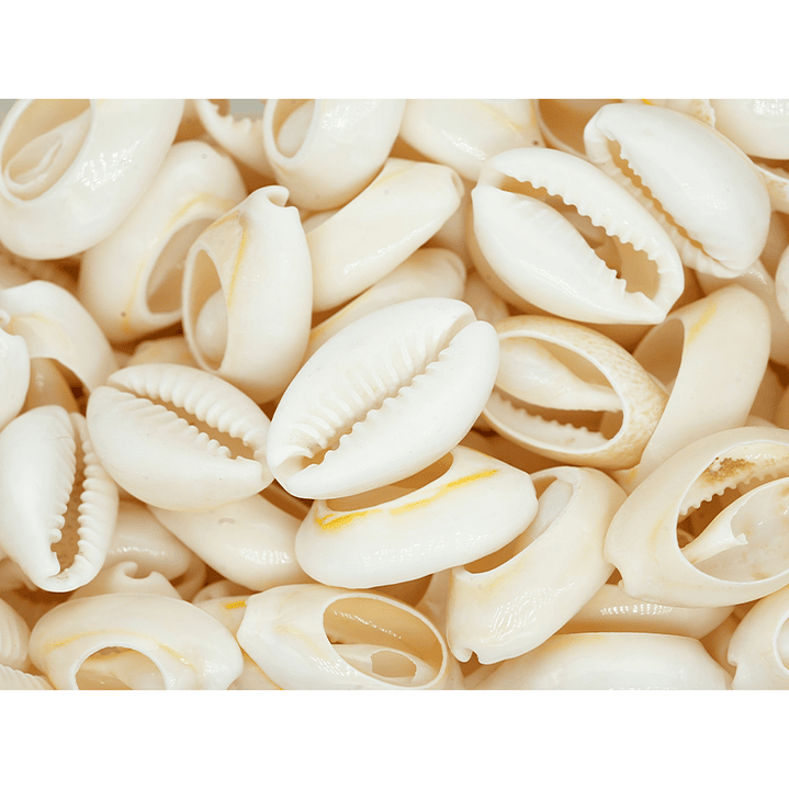 CONCHA DE CARACOL CAURI NATURAL SEPARADOR 17MM A 19MM  1