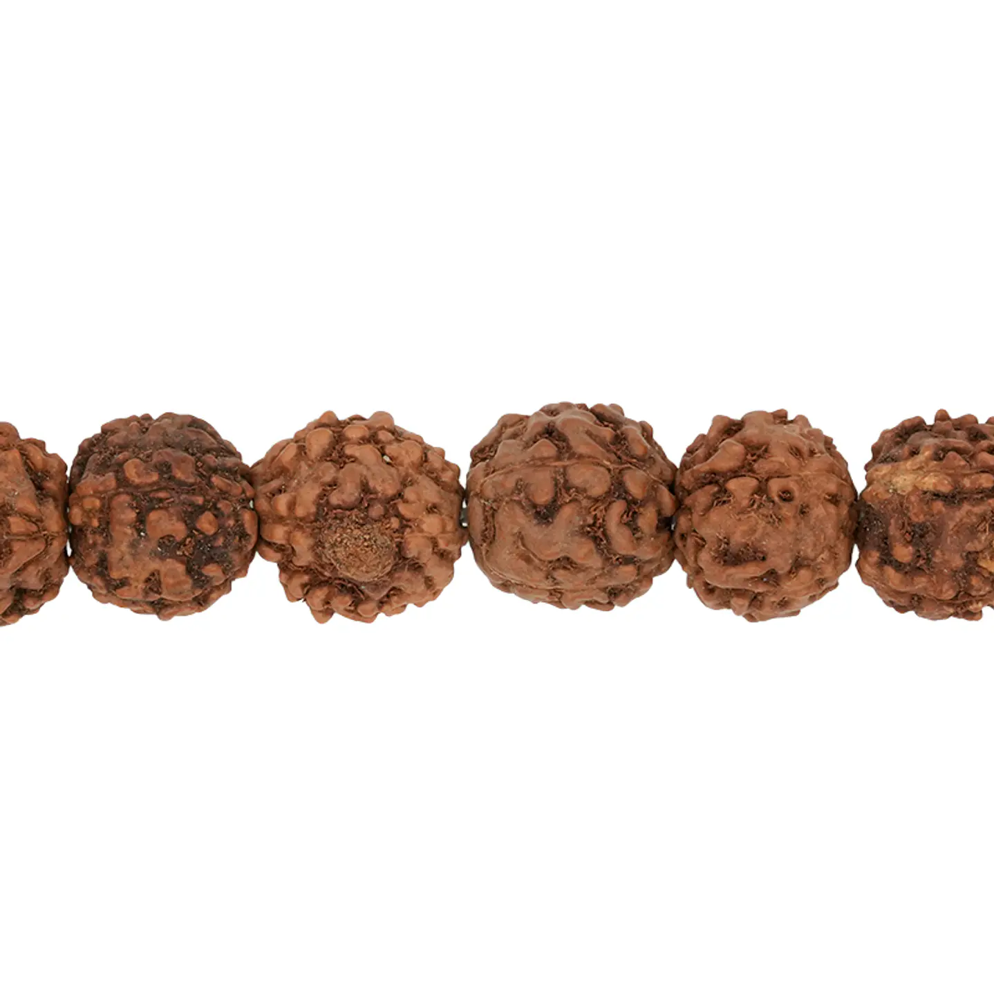 RUDRAKSCHA JAPA MALA # 10MM POR TIRA 110 UNIDADES APROXIMADAMENTE 1