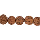 RUDRAKSCHA JAPA MALA # 8MM POR TIRA 110 UNIDADES APROXIMADAMENTE  - Miniatura 1