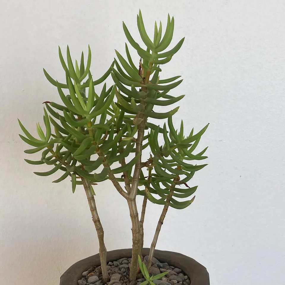 Maceta Mosaico Multicolor Grande Crassula Tetragona 2