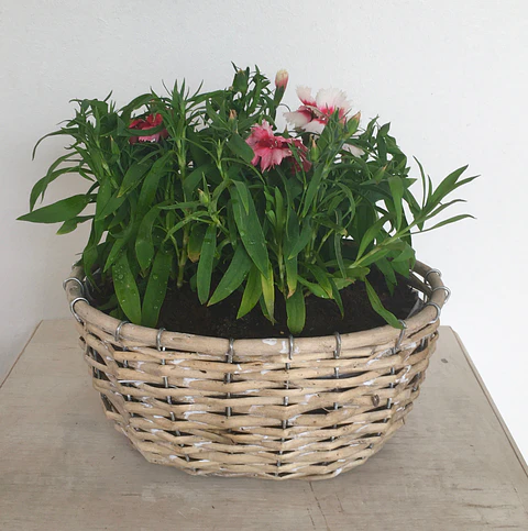 Canasto Mediano Ovalado de Mimbre con Flores o Almácigos.
