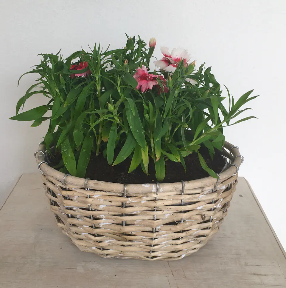 Canasto Mediano Ovalado de Mimbre con Flores o Almácigos. 1