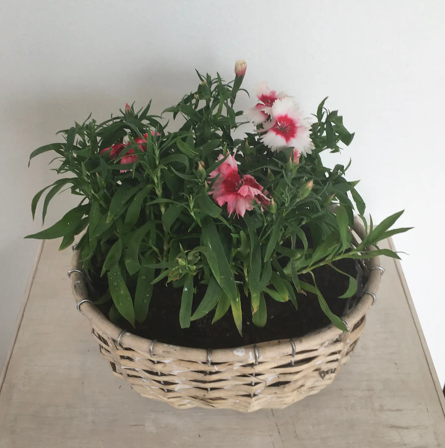 Canasto Mediano Ovalado de Mimbre con Flores o Almácigos. 2