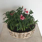 Canasto Mediano Ovalado de Mimbre con Flores o Almácigos. - Miniatura 2
