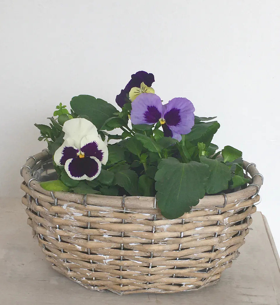 Canasto Mediano Ovalado de Mimbre con Flores o Almácigos. 4