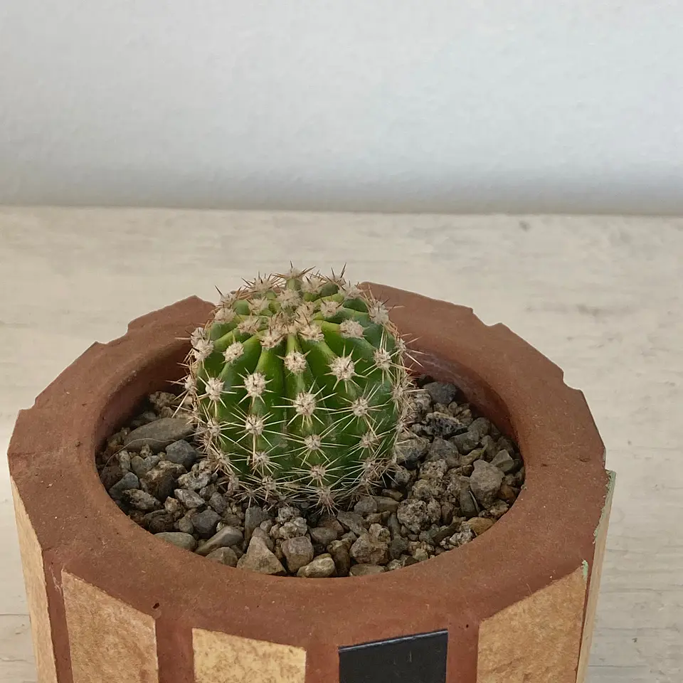 Macetero Mosaico Pequeño Beige Parodia Crassigibba 3