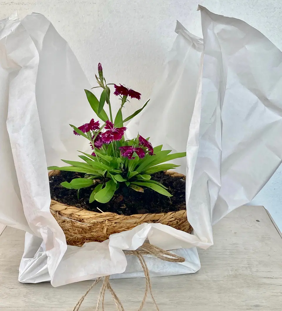 Canasto Pequeño Redondo de Rafia con Flores o Almácigos. 3