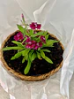 Canasto Pequeño Redondo de Rafia con Flores o Almácigos. - Miniatura 4