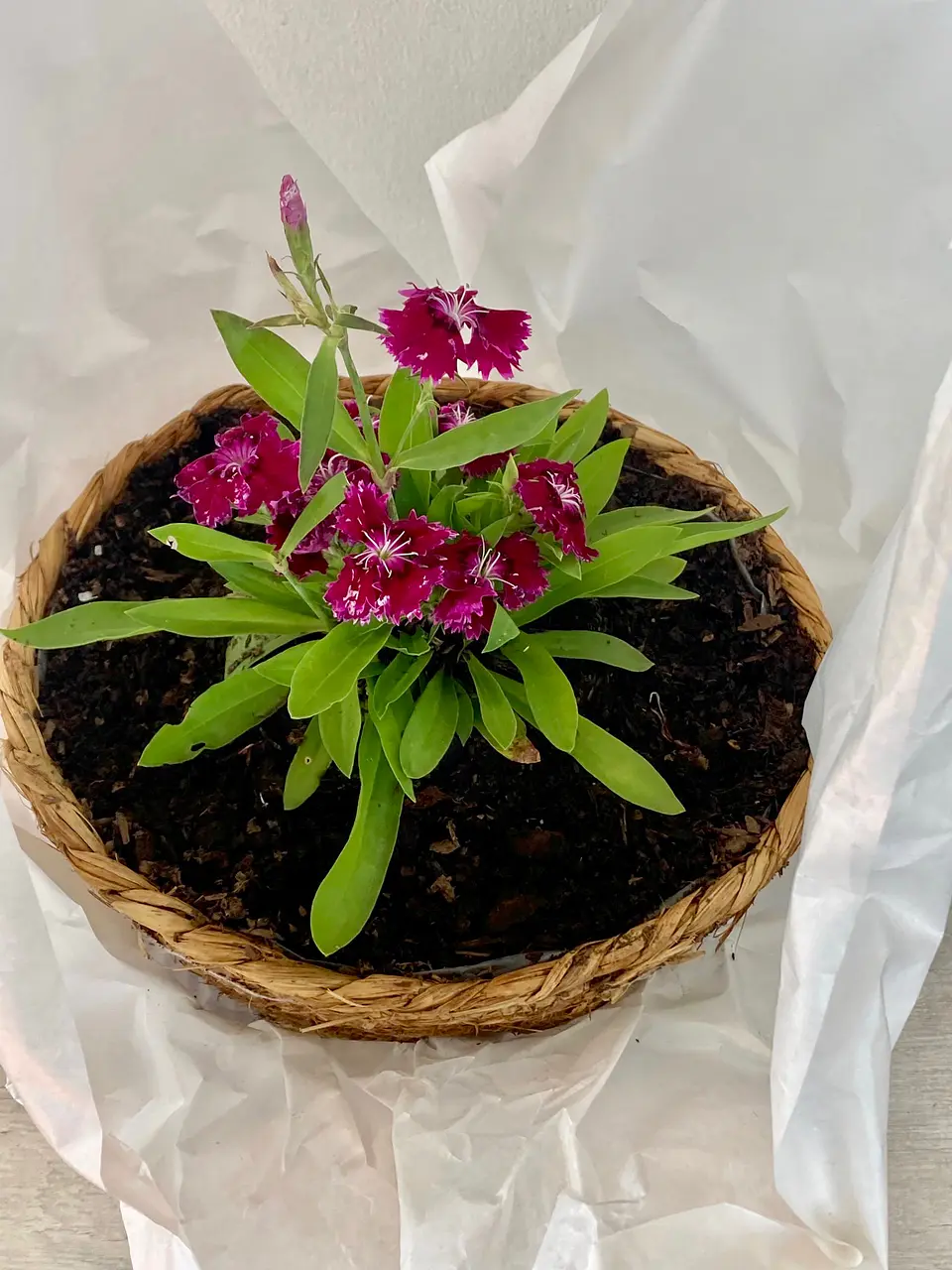 Canasto Pequeño Redondo de Rafia con Flores o Almácigos. 4