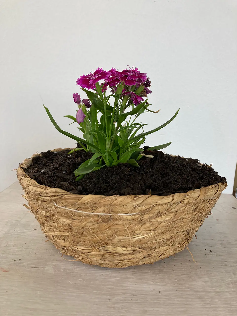Canasto Pequeño Redondo de Rafia con Flores o Almácigos. 1
