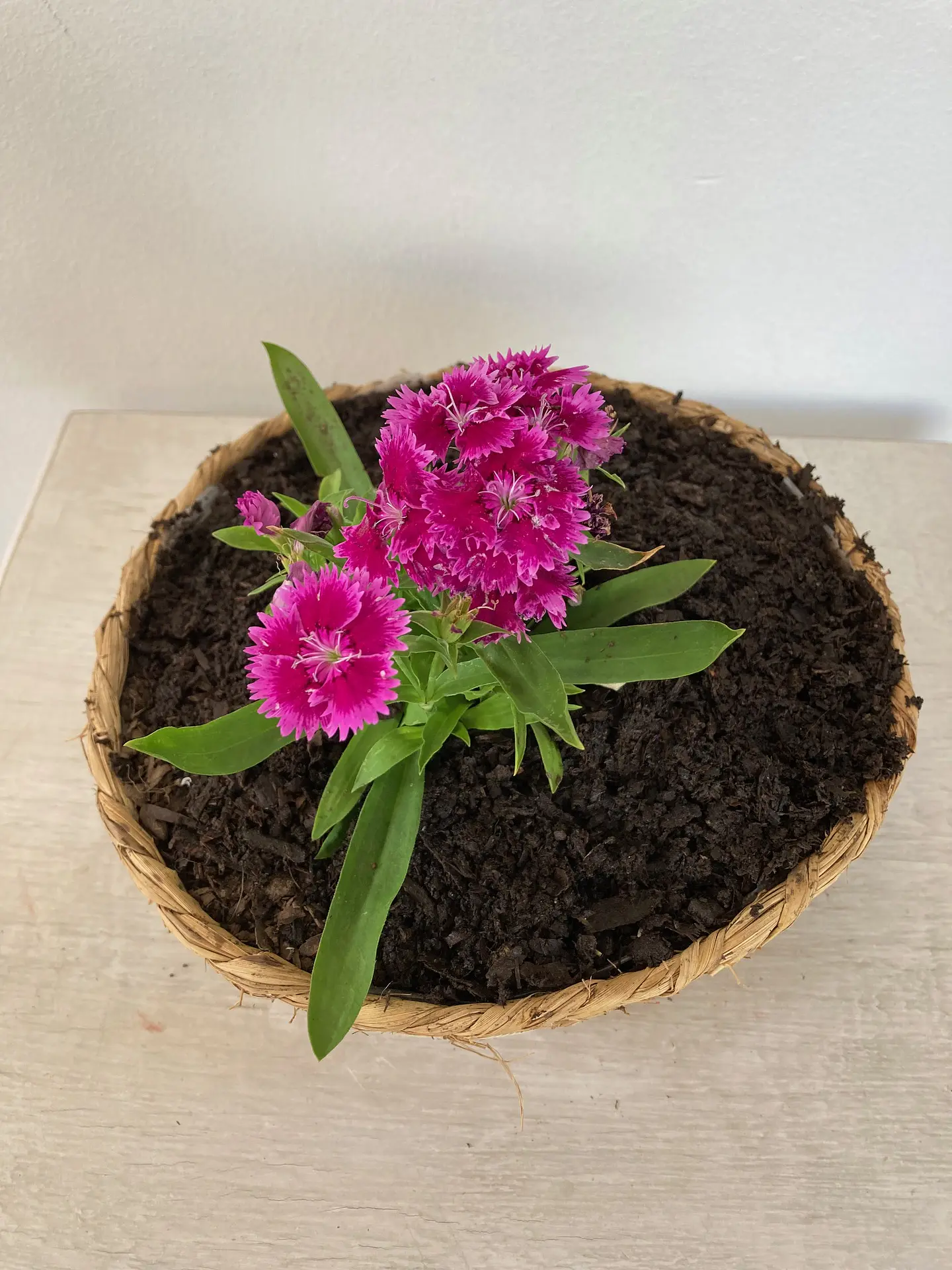 Canasto Pequeño Redondo de Rafia con Flores o Almácigos. 2