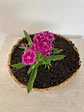 Canasto Pequeño Redondo de Rafia con Flores o Almácigos. - Miniatura 2