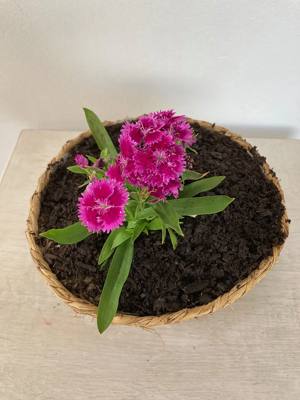 Canasto Pequeño Redondo de Rafia con Flores o Almácigos. 2
