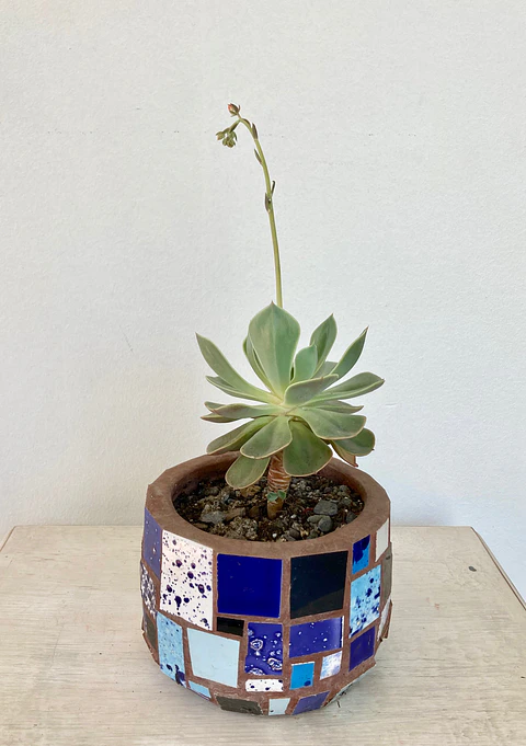 Macetero Mosaico Azul Mediano Echeveria Secunda