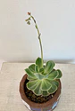 Macetero Mosaico Azul Mediano Echeveria Secunda - Miniatura 2