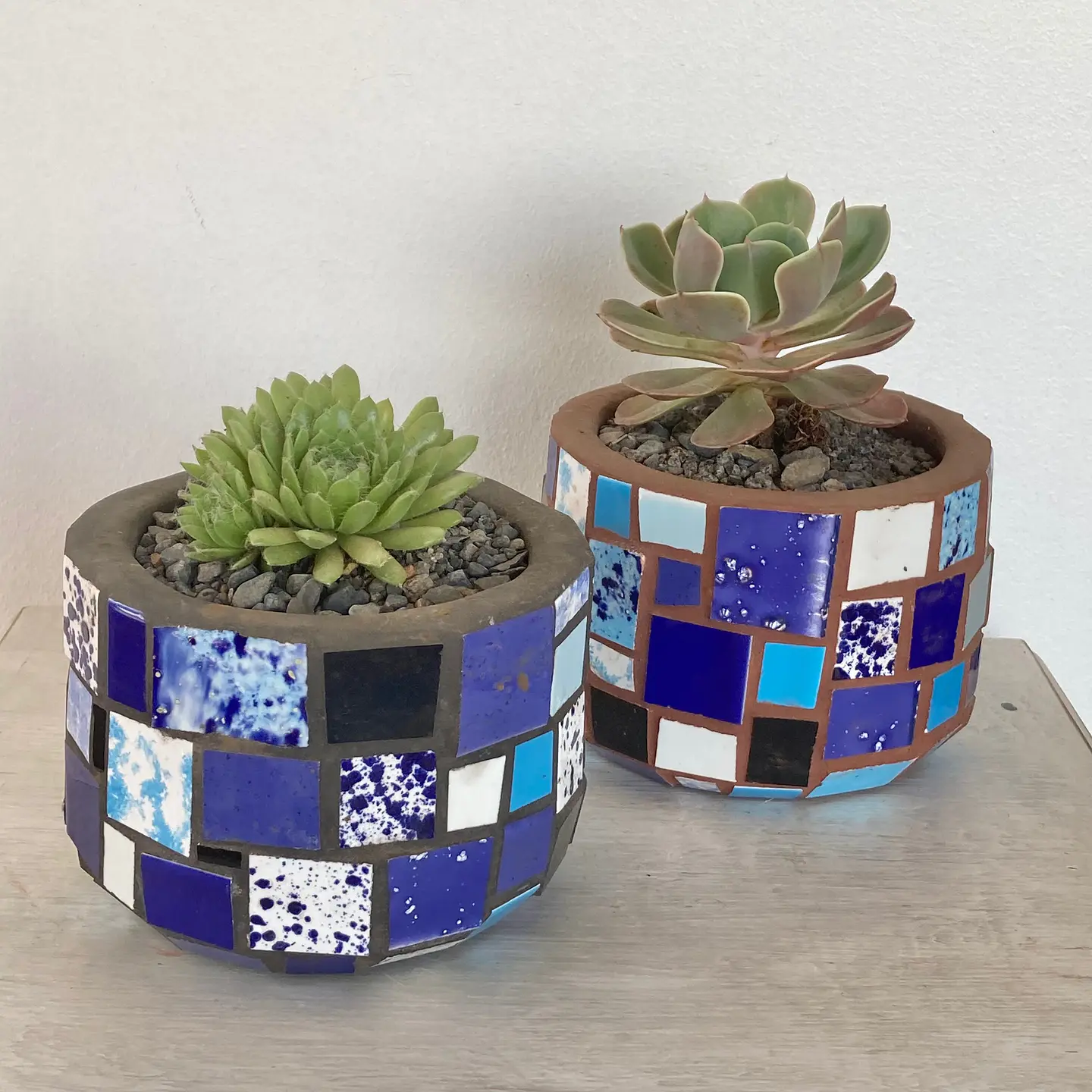 Macetero Mosaico Azul Mediano Echeveria Secunda 4
