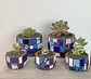 Macetero Mosaico Azul Mediano Echeveria Secunda - Miniatura 3