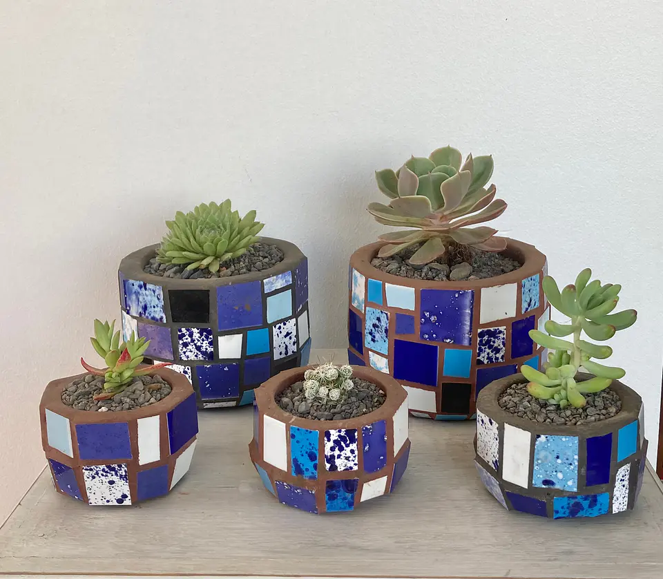 Macetero Mosaico Azul Mediano Echeveria Secunda 3