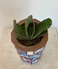 Maceta Mosaico Azul Gasteria - Miniatura 2