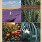 Lavanda BioGreen Aceite Esencial  10ml - Miniatura 2