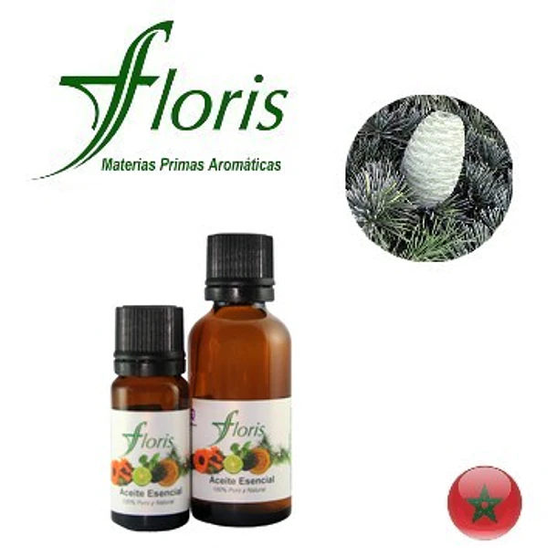 ​CEDRO DEL ATLAS - Cedrus atlantica