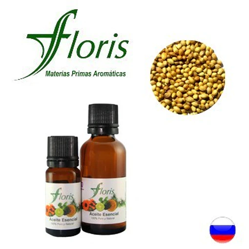 CILANTRO - Coriandrum sativum