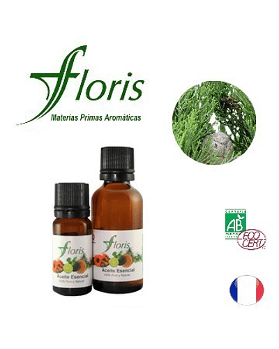 ​CIPRÉS DE PROVENZA - Cupressus sempervirens