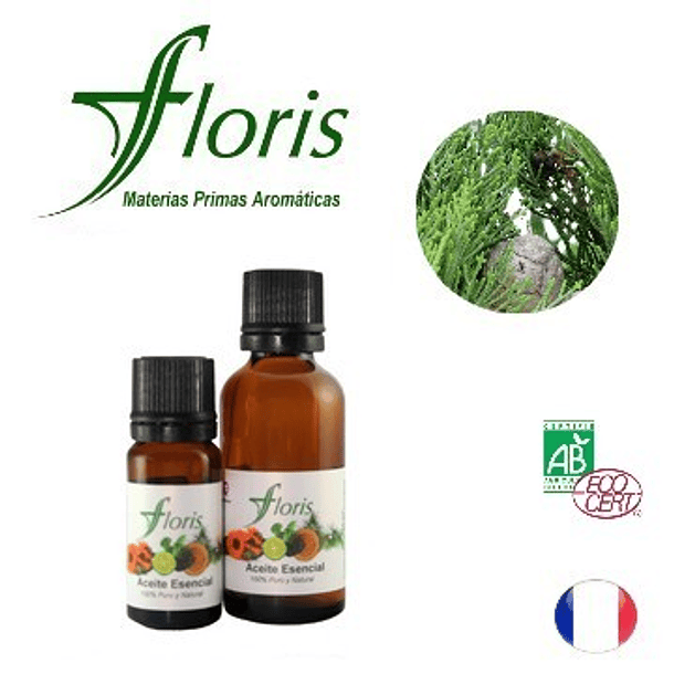 ​CIPRÉS DE PROVENZA - Cupressus sempervirens