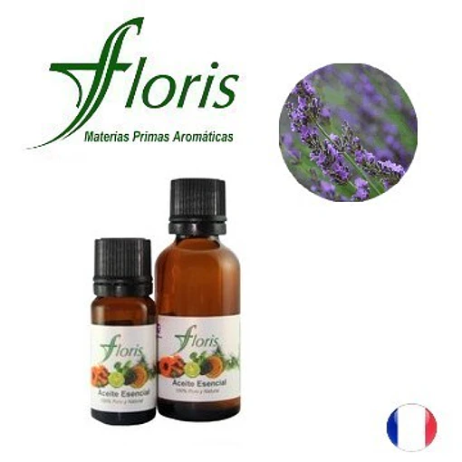 ​LAVANDIN - Lavandula hybrida