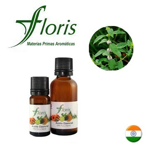 ​MENTA PIPERITA - Mentha x piperita var. officinalis