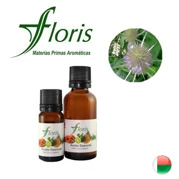 NIAOULI - Melaleuca quinquenervia