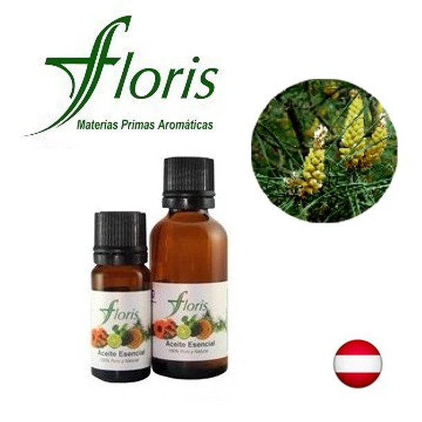 PINO SILVESTRE - Pinus sylvestris