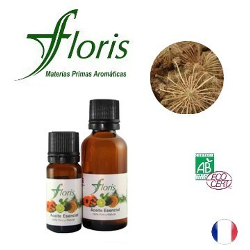 ​ZANAHORIA (Semillas) ORGANICO –Daucus carota