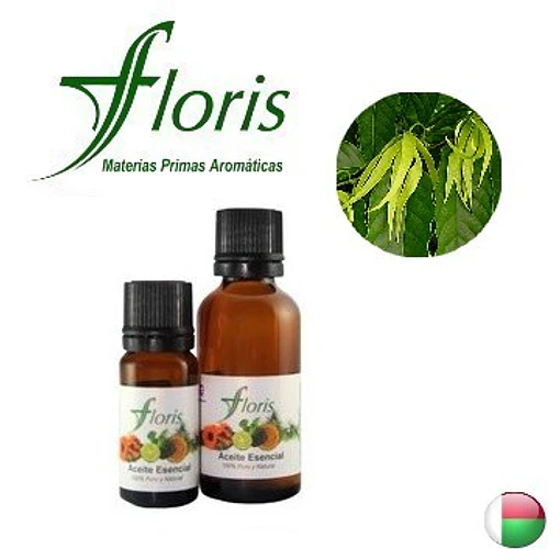 YLANG YLANG  - Cananga odorata 