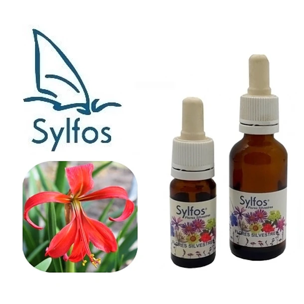 FLOR DE LIS / Aztec Lily ﻿