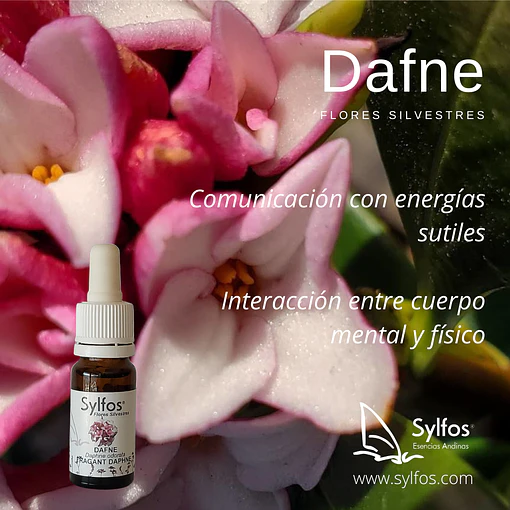 DAFNE
