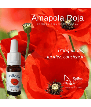 AMAPOLA ROJA / Field Poppy 