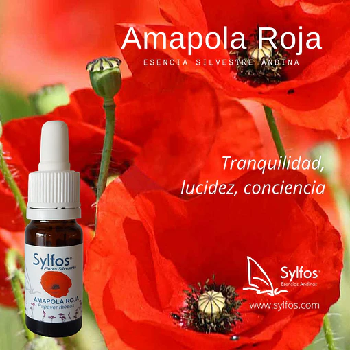 AMAPOLA ROJA / Field Poppy 
