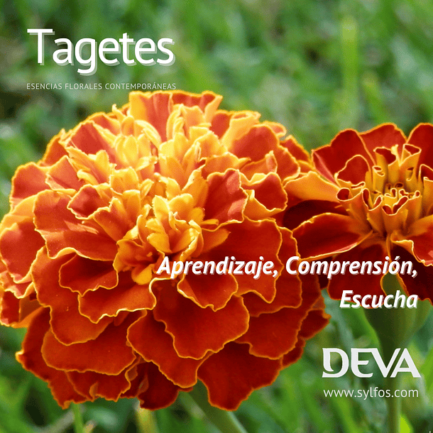 CLAVEL DE INDIAS / TAGETES / Marygold 1