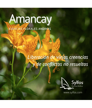 AMANCAY (Alstroemeria ligtu ssp. Simsii) - 2