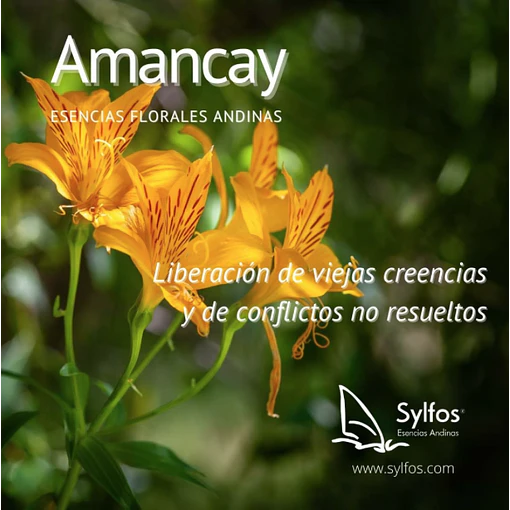 AMANCAY (2)