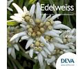 EDELWEISS / Edelweiss